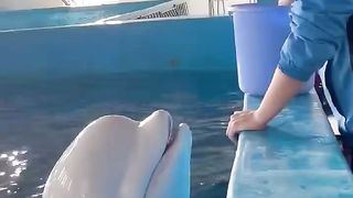 Dolphin Love with Boy