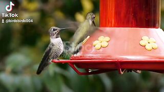 Birds video beautiful bird's
