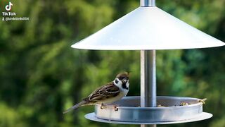 Birds video
