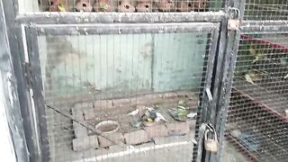 Budgies Birds Release In New Breeding Colony.