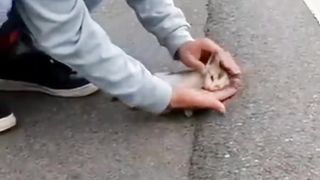 Nice Cat
