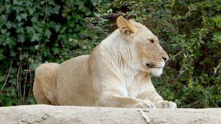Lion Collection 2023 #lion