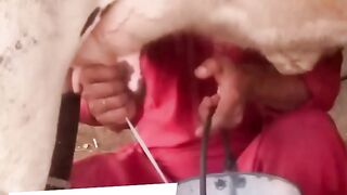 Cow video || cow milk