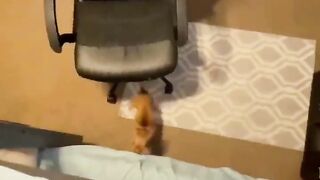funny animals video 20234
