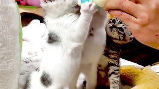 Funny cat feeding milk - cute cat
