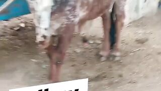 Cow mandi 2023 || cow collection 2023