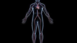 Circulatory system Kiya hota hai aur kasy work krta hai