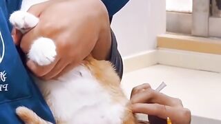 Cat injection