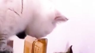 Favorite kittens