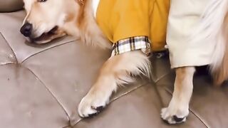 Funny Dog