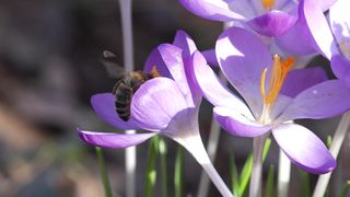 Honey Bees at Work: A Beautiful Sight on a Field of Flowers