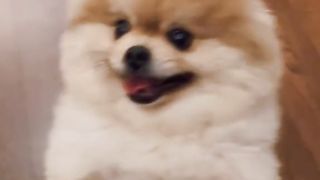 Cute Puppy