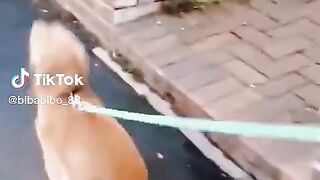 Dog Walk