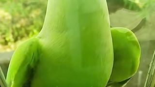 Parrot Reel
