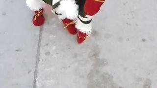 Funny russian dog.