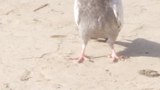 Pigeon try to fly
