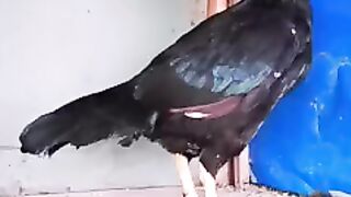 Most amazing black hen Bird beauty