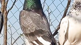 Pigeon Short Video