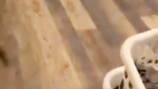 Cats funny video 2023#????????