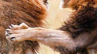 5 Incredible Facts About Lion