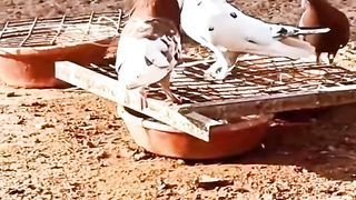 Pigeon Reel