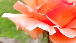 Beautiful Ross flowers #roseflower ???????? q