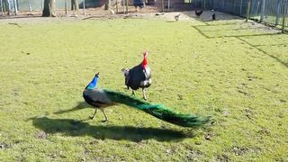 Peacock vs Turkey Fighting