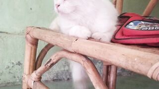 cute cat going to school