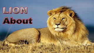 LION Information for Kids Facts About Lions for Children Lions Roar and Lion Sounds