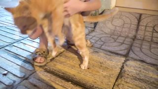 How Cats React When Seeing Stranger 1st Time -
