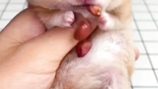 Amazing Rat