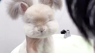 dog hair cutting