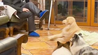 dog copy old man