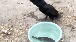 Amazing bird