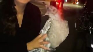 Funny Pets | Funny ???? Animal Moment