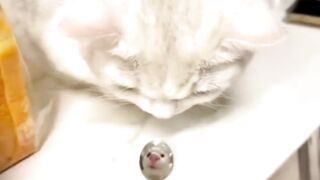 cat funny video collection