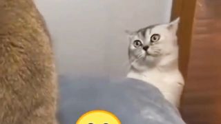 funny cat 2
