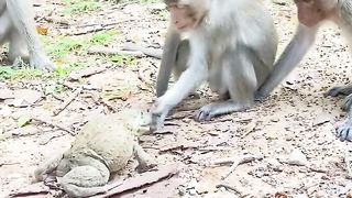 Monkey fanny video