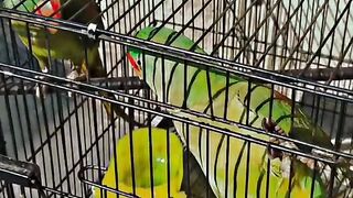 Amazing Parrot Video|Parrot Lover ????????