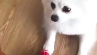 more funny pet