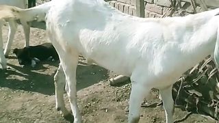 Goat video#animalvideo