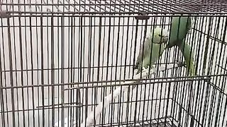 Green Ringneck