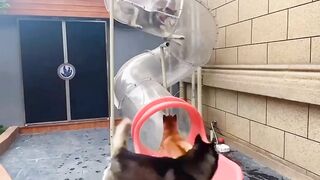 Playing dogs