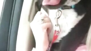 funny pet all