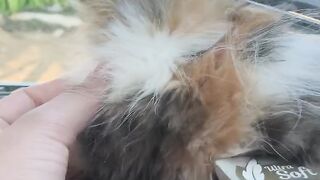 Little kitty