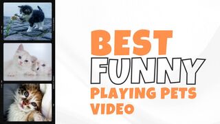 Best Funny Playing Pets Video 2023| bhot cute billi