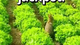 This BUNNY hit the JACKPOT ???? _