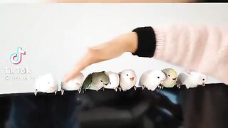 Love birds.
