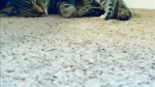 When YOU ADOPT a Foster KITTEN