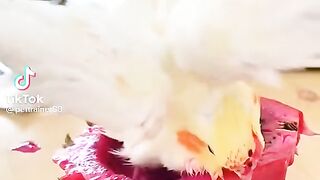Cocktail.